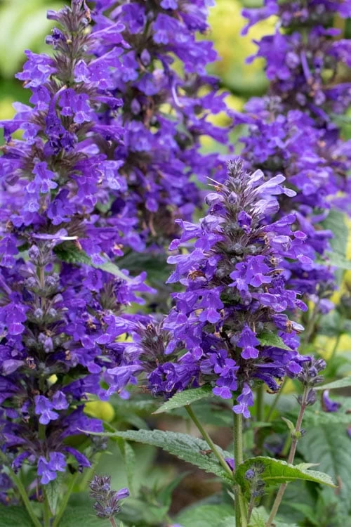 Neptune Catmint (Nepeta) - 1 Gallon Pot 3 Neptune Catmint (Nepeta) - 1 Gallon Pot
