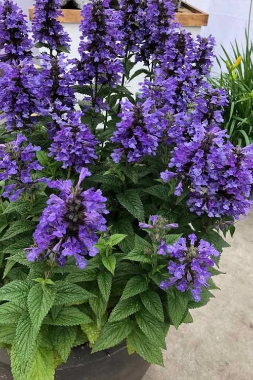 Neptune Catmint (Nepeta) - 1 Gallon Pot 6 Neptune Catmint (Nepeta) - 1 Gallon Pot - Image 4