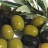Arbequina Olive Tree - 5 Gallon Pot -Outdoor Garden Store olive arbequina 5
