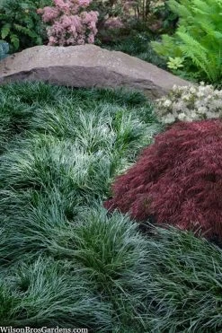 Tall Mondo Grass - 3 Pack Of Pint Pots