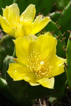 Eastern Prickly Pear Cactus (Opuntia Humifusa) - 3 Gallon Pot -Outdoor Garden Store opuntia humifusa eastern prickly pear cactus 1