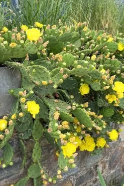 Eastern Prickly Pear Cactus (Opuntia Humifusa) - 3 Gallon Pot -Outdoor Garden Store opuntia humifusa eastern prickly pear cactus 10