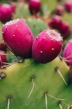 Eastern Prickly Pear Cactus (Opuntia Humifusa) - 3 Gallon Pot -Outdoor Garden Store opuntia humifusa eastern prickly pear cactus 12