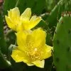 Eastern Prickly Pear Cactus (Opuntia Humifusa) - 3 Gallon Pot -Outdoor Garden Store opuntia humifusa eastern prickly pear cactus 2