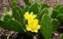 Eastern Prickly Pear Cactus (Opuntia Humifusa) - 3 Gallon Pot -Outdoor Garden Store opuntia humifusa eastern prickly pear cactus 3