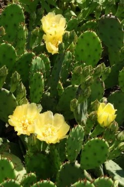 Eastern Prickly Pear Cactus (Opuntia Humifusa) - 3 Gallon Pot -Outdoor Garden Store opuntia humifusa eastern prickly pear cactus 4
