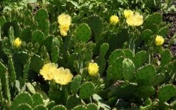 Eastern Prickly Pear Cactus (Opuntia Humifusa) - 3 Gallon Pot -Outdoor Garden Store opuntia humifusa eastern prickly pear cactus 5
