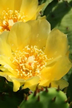 Eastern Prickly Pear Cactus (Opuntia Humifusa) - 3 Gallon Pot -Outdoor Garden Store opuntia humifusa eastern prickly pear cactus 6