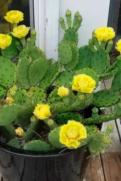 Eastern Prickly Pear Cactus (Opuntia Humifusa) - 3 Gallon Pot -Outdoor Garden Store opuntia humifusa eastern prickly pear cactus 9