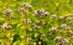 Golden Oregano - 5 Pack Of Pint Pots 13 Golden Oregano - 5 Pack Of Pint Pots -Outdoor Garden Store oregano golden 2 1