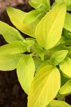 Golden Oregano - 6 Pack Of Pint Pots 12 Golden Oregano - 6 Pack Of Pint Pots -Outdoor Garden Store oregano golden 6