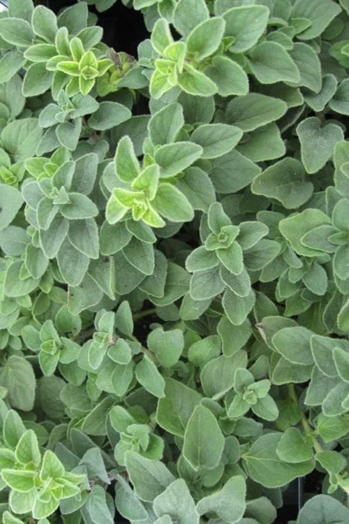 Hot & Spicy Oregano - 6 Pack Of Pint Pots 9 Hot & Spicy Oregano - 6 Pack Of Pint Pots - Image 7