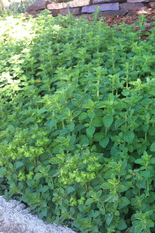 Hot & Spicy Oregano - 6 Pack Of Pint Pots 3 Hot & Spicy Oregano - 6 Pack Of Pint Pots