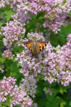 Hot & Spicy Oregano - 6 Pack Of Pint Pots 13 Hot & Spicy Oregano - 6 Pack Of Pint Pots -Outdoor Garden Store oreganum hot and spicy oregano 7