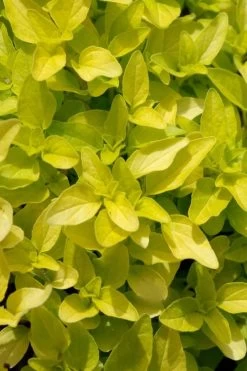 Golden Oregano - 5 Pack Of Pint Pots 11 Golden Oregano - 5 Pack Of Pint Pots -Outdoor Garden Store origanum vulgare aurea golden oregano 10 1