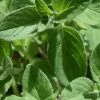 True Greek Oregano - 6 Pack Of Pint Pots 2 True Greek Oregano - 6 Pack Of Pint Pots -Outdoor Garden Store origanum vulgare hirtum true greek oregano 1