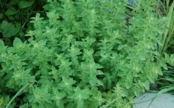 True Greek Oregano - 6 Pack Of Pint Pots 8 True Greek Oregano - 6 Pack Of Pint Pots -Outdoor Garden Store origanum vulgare hirtum true greek oregano 2