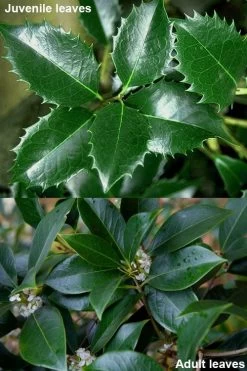 Fortune's Cold Hardy Tea Olive (Fragrant Osmanthus) - 7 Gallon Pot (5-6') -Outdoor Garden Store osmanthus fortunei fragrant tea olive 12 3