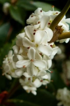 Fortune's Cold Hardy Tea Olive (Fragrant Osmanthus) - 1 Gallon Pot -Outdoor Garden Store osmanthus fortunei fragrant tea olive 2 2