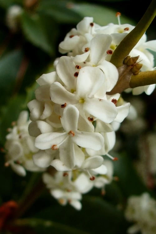 Fortune's Cold Hardy Tea Olive (Fragrant Osmanthus) - 6 Pack Of 1 Gallon Pots 7 Fortune's Cold Hardy Tea Olive (Fragrant Osmanthus) - 6 Pack Of 1 Gallon Pots - Image 5