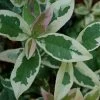 Pink Flush Variegated Tea Olive (Osmanthus Fragrans 'Yinbi Shuanghui') - Quart Pot -Outdoor Garden Store osmanthus frangrans yinbi shuangui variegated tea olive 1 4