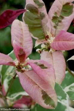 Pink Flush Variegated Tea Olive (Osmanthus Fragrans 'Yinbi Shuanghui') - 3 Gallon Pot 12 Pink Flush Variegated Tea Olive (Osmanthus Fragrans 'Yinbi Shuanghui') - 3 Gallon Pot -Outdoor Garden Store osmanthus frangrans yinbi shuangui variegated tea olive 10 2