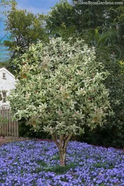 Pink Flush Variegated Tea Olive (Osmanthus Fragrans 'Yinbi Shuanghui') - 6 Pack Of 1 Gallon Pots -Outdoor Garden Store osmanthus frangrans yinbi shuangui variegated tea olive 8 3