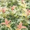 Goshiki Osmanthus (Variegated False Holly) - 7 Gallon Pot -Outdoor Garden Store osmanthus goshiki 23
