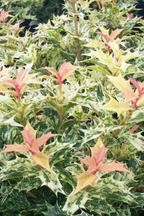 Goshiki Osmanthus (Variegated False Holly) - 2 Gallon Pot 3 Goshiki Osmanthus (Variegated False Holly) - 2 Gallon Pot