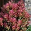 Party Lights Pink Flush Tea Olive - Osmanthus Heterophyllus - 2 Gallon Pot -Outdoor Garden Store osmanthus heterophyllus party lights tea olive 102 3