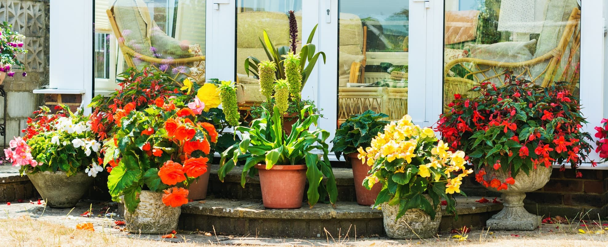 Outdoor Garden Store -Outdoor Garden Store patiotrees header