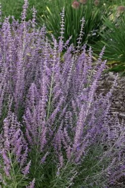 Sage Advice Russian Sage - 1 Gallon 9 Sage Advice Russian Sage - 1 Gallon -Outdoor Garden Store perovskiaatriplicifolia sage advice russian sage 2