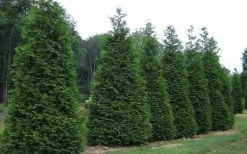 Green Giant Arborvitae (Thuja) - 5 Gallon Pot 11 Green Giant Arborvitae (Thuja) - 5 Gallon Pot -Outdoor Garden Store picture arborvitae green giant 2