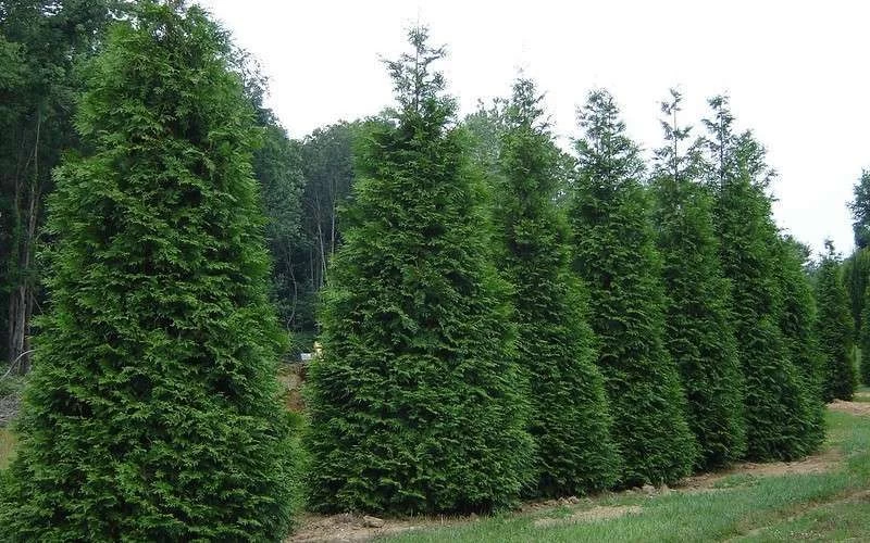 Green Giant Arborvitae (Thuja) - 5 Gallon Pot 6 Green Giant Arborvitae (Thuja) - 5 Gallon Pot - Image 4