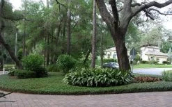 Asian Jasmine - Asiatic Jasmine - 18 Count Flat Of Pint Pots -Outdoor Garden Store picture asian jasmine 8