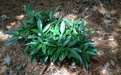 Dwarf Green Aucuba - Japanese Laurel - 1 Gallon Pot -Outdoor Garden Store picture aucuba dwarf green shrub