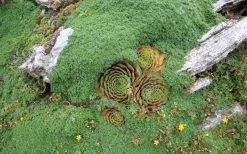 Elfin Creeping Thyme - Thymus Serpyllum Elfin - 6 Pack Of 3.5" Pint Pots 13 Elfin Creeping Thyme - Thymus Serpyllum Elfin - 6 Pack Of 3.5" Pint Pots -Outdoor Garden Store picture creeping thyme elfin 4 1