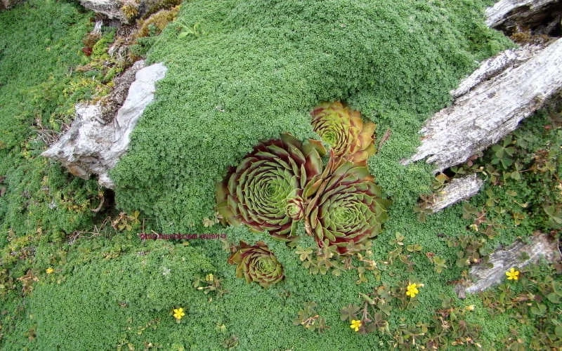 Elfin Creeping Thyme - Thymus Serpyllum Elfin - 18 Pack Of 3.5" Pint Pots 7 Elfin Creeping Thyme - Thymus Serpyllum Elfin - 18 Pack Of 3.5" Pint Pots - Image 5