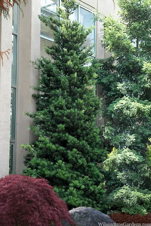 Podocarpus Macrophyllus Upright Yew - 7 Gallon Pot (3-4') 3 Podocarpus Macrophyllus Upright Yew - 7 Gallon Pot (3-4')