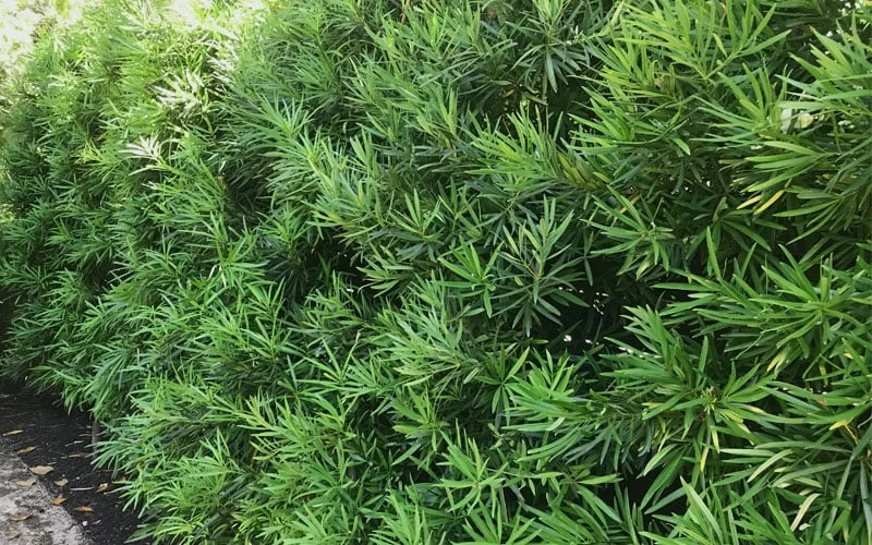 Podocarpus Macrophyllus Upright Yew - 7 Gallon Pot (3-4') 10 Podocarpus Macrophyllus Upright Yew - 7 Gallon Pot (3-4') - Image 8