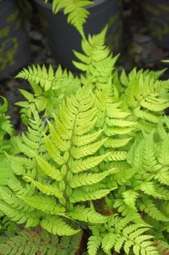 Korean Rock Fern - 6 Pack Of 1 Gallon Pots -Outdoor Garden Store polystichum tsus simense korean rock fern 4