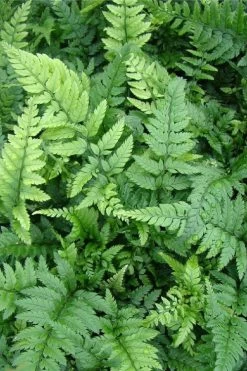 Korean Rock Fern - 6 Pack Of 1 Gallon Pots -Outdoor Garden Store polystichum tsus simense korean rock fern 5