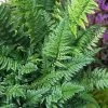 Korean Rock Fern - 6 Pack Of 1 Gallon Pots -Outdoor Garden Store polystichum tsus simense korean rock fern 8