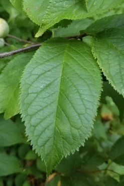 American Wild Plum Tree (Prunus Americana) - 1 Gallon Pot -Outdoor Garden Store prunus americana american wild plum tree 10 1