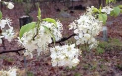 American Wild Plum Tree (Prunus Americana) - 1 Gallon Pot -Outdoor Garden Store prunus americana american wild plum tree 11 1