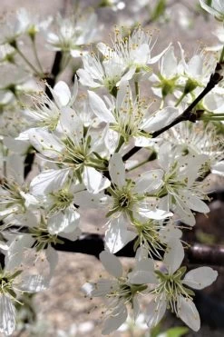 American Wild Plum Tree (Prunus Americana) - 1 Gallon Pot -Outdoor Garden Store prunus americana american wild plum tree 5 1