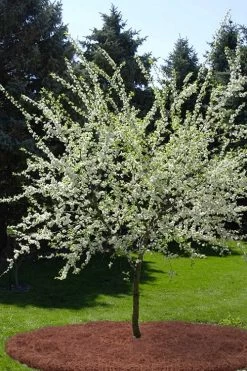 American Wild Plum Tree (Prunus Americana) - 3 Gallon Pot -Outdoor Garden Store prunus americana american wild plum tree 9