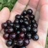 Wild Black Cherry Tree - 3 Gallon Pot 1 Wild Black Cherry Tree - 3 Gallon Pot -Outdoor Garden Store prunus serotina wild black cherry tree 1