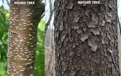 Wild Black Cherry Tree - 3 Gallon Pot -Outdoor Garden Store prunus serotina wild black cherry tree 10