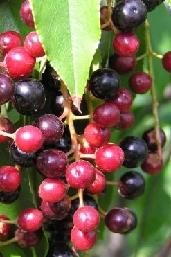 Wild Black Cherry Tree - 3 Gallon Pot -Outdoor Garden Store prunus serotina wild black cherry tree 4